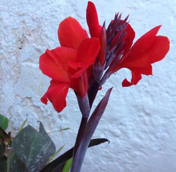 צימר Masseria Boezio Ostuni