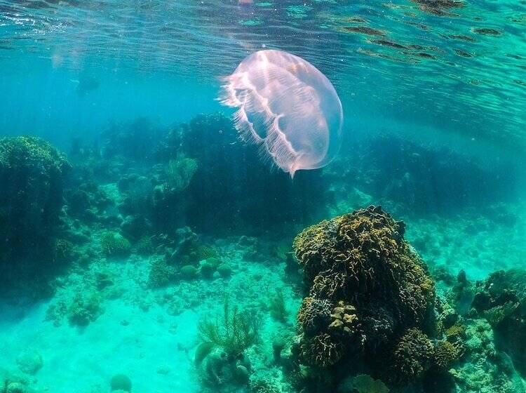 هتل Coral View Beach Resort