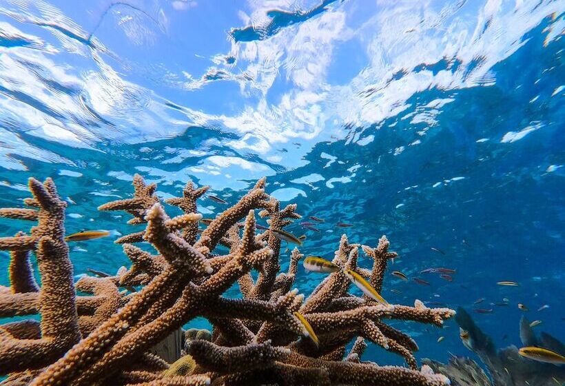 هتل Coral View Beach Resort