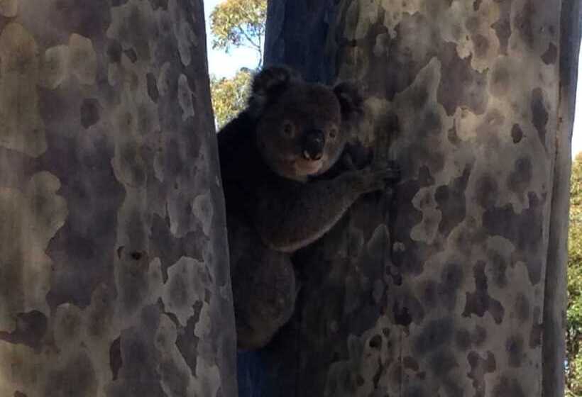 호텔 Mallacoota's Shady Gully Caravan Park