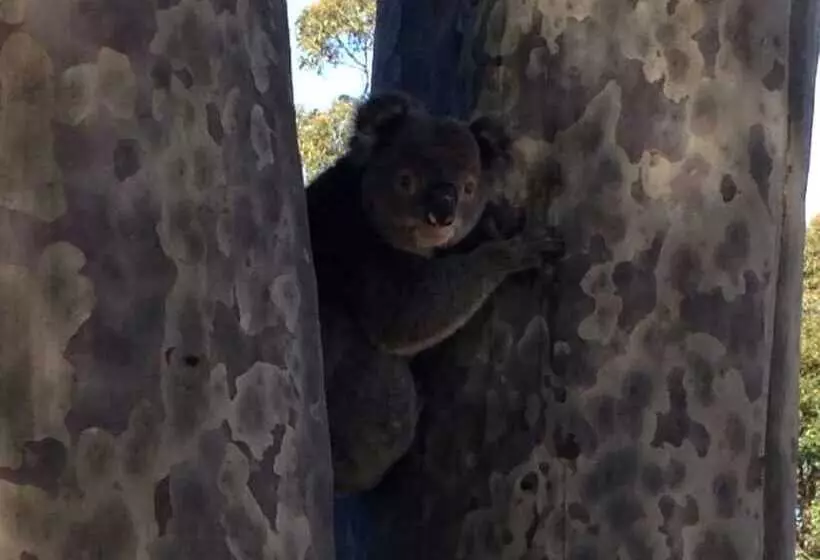 ホテル Mallacoota's Shady Gully Caravan Park