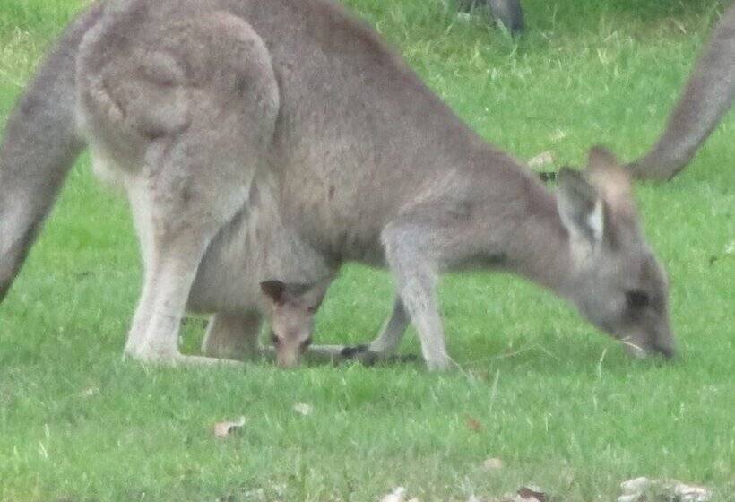 호텔 Mallacoota's Shady Gully Caravan Park
