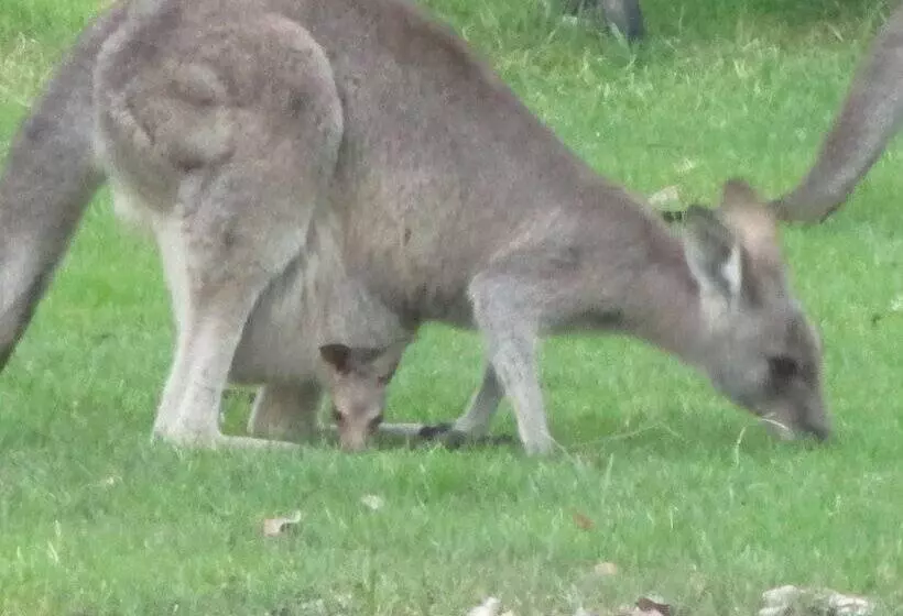 ホテル Mallacoota's Shady Gully Caravan Park