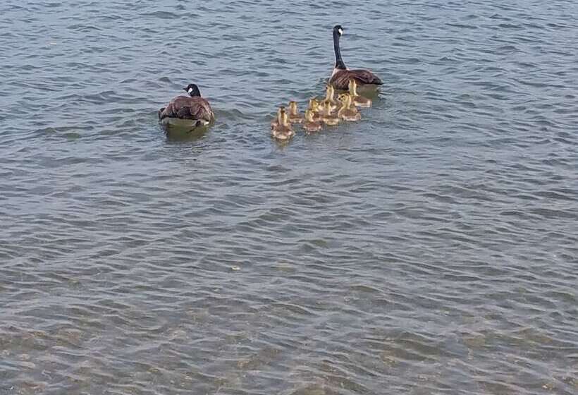 Kokanee Beach Resort Motel