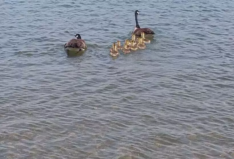 Kokanee Beach Resort Motel