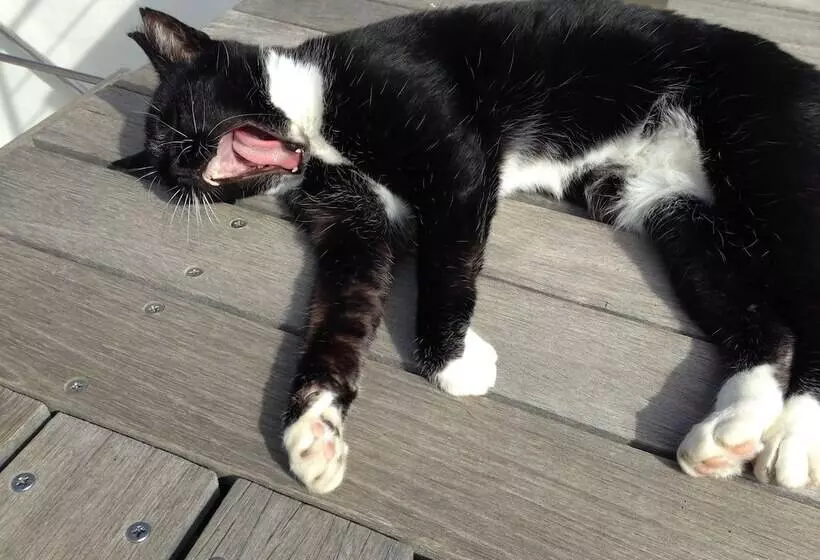 Dysart Boutique Hotel   Solar Power