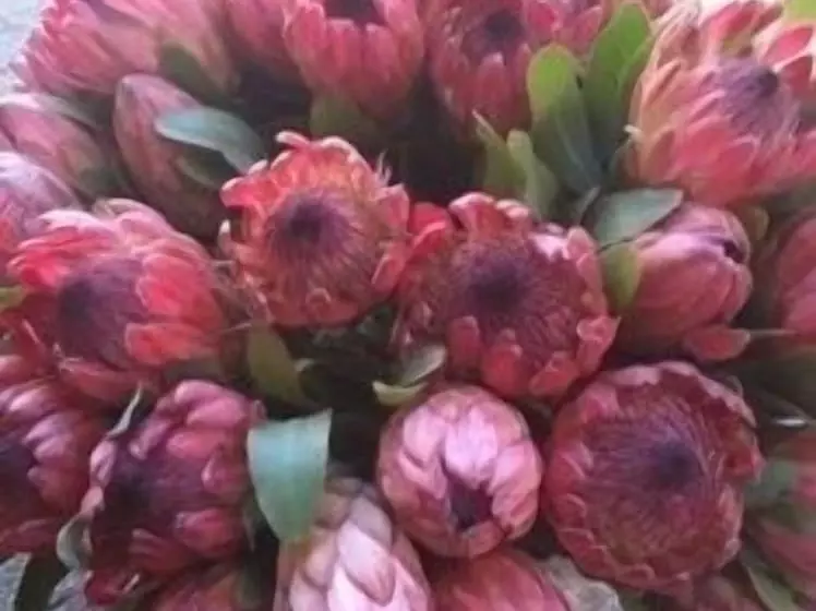 Dysart Boutique Hotel   Solar Power