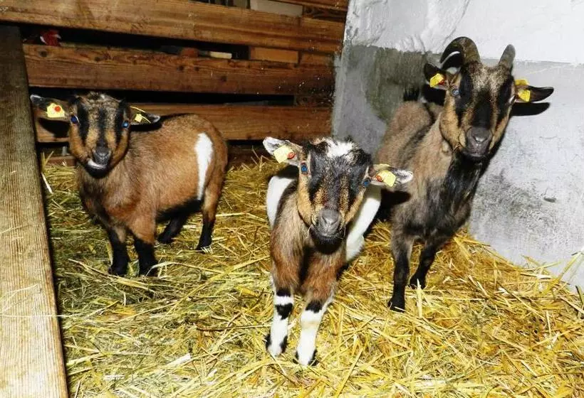 Baby Und Kinderbauernhof Riegler