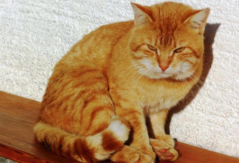 Baby Und Kinderbauernhof Riegler