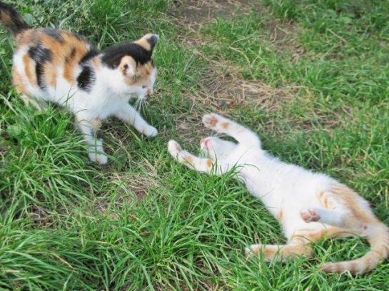 Bauernhof Gaestehaus Weber