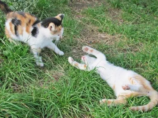 Bauernhof Gaestehaus Weber