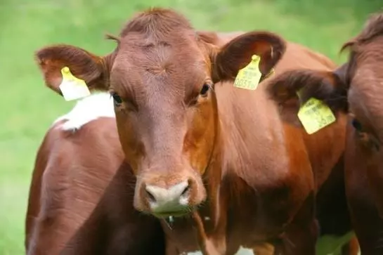 Bauernhof Leitenbauer