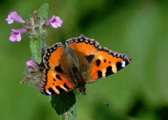 Bauernhof Leitenbauer