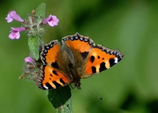 Bauernhof Leitenbauer