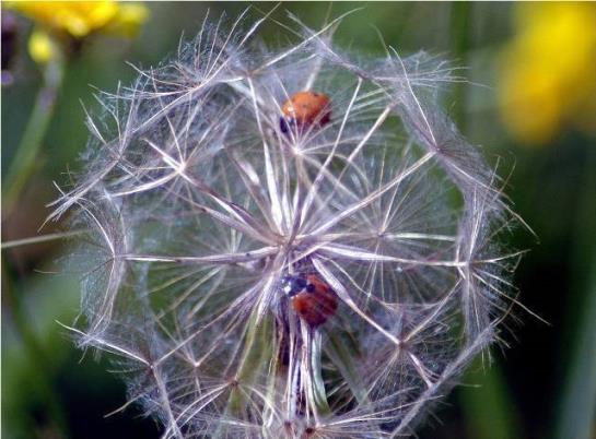 Bauernhof Leitenbauer