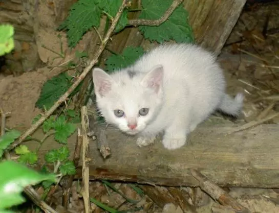 Bauernhof Leitenbauer