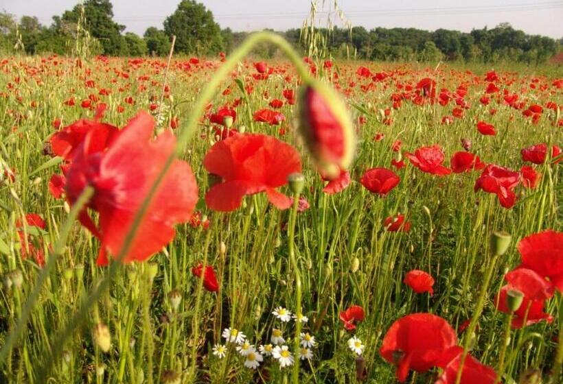 Пансион Landgasthof Spitzerwirt