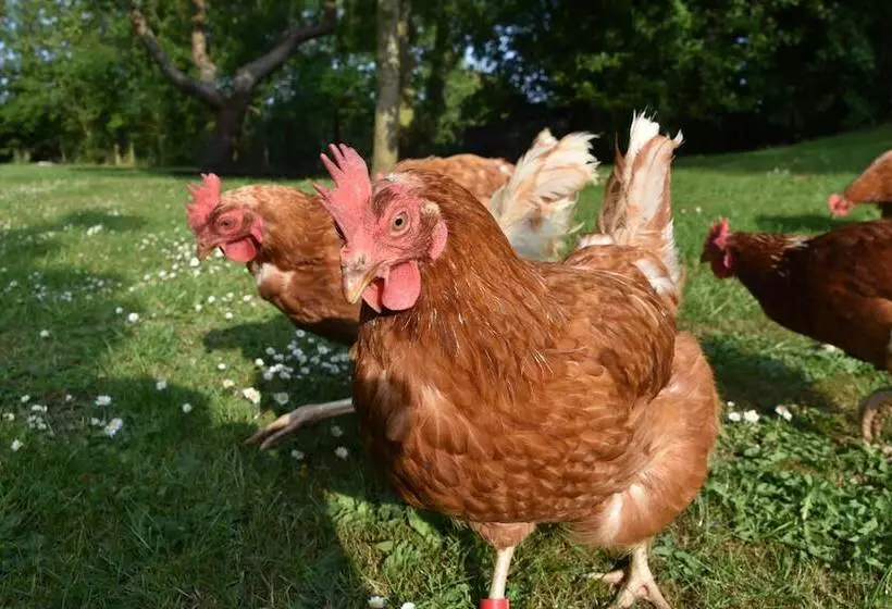 2 Bed 18th Century Barn   Sleeps 6   Pet Friendly