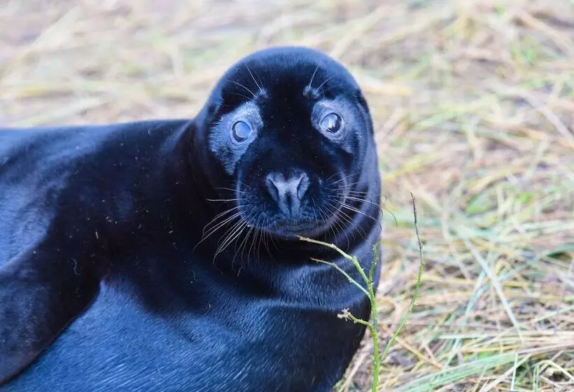 2 Bed 18th Century Barn   Sleeps 6   Pet Friendly