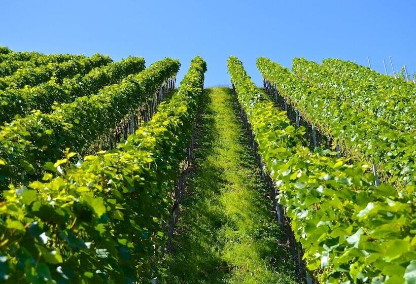 בית מלון כפרי Ancient Farmhouse With Winery Xiv Century