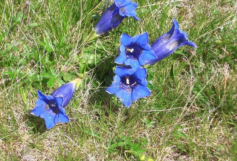 Aparthotel Garni Am Johannesbrunnen