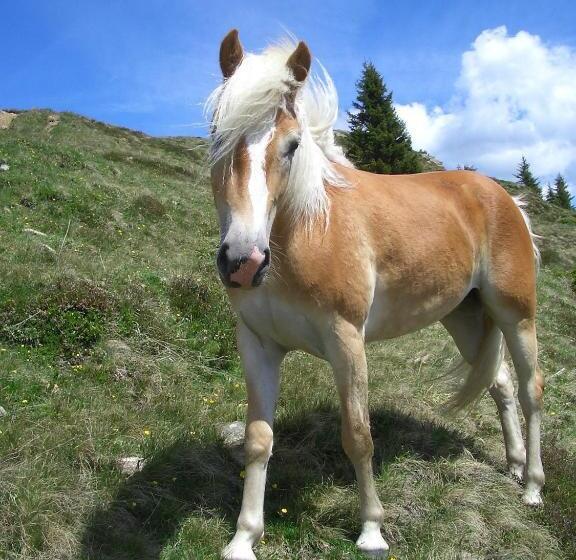 Aparthotel Garni Am Johannesbrunnen