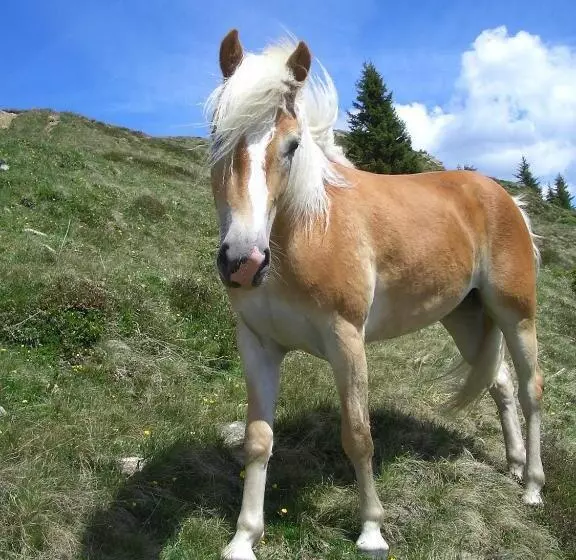 Aparthotel Garni Am Johannesbrunnen