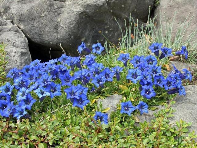 צימר Pension Englhof