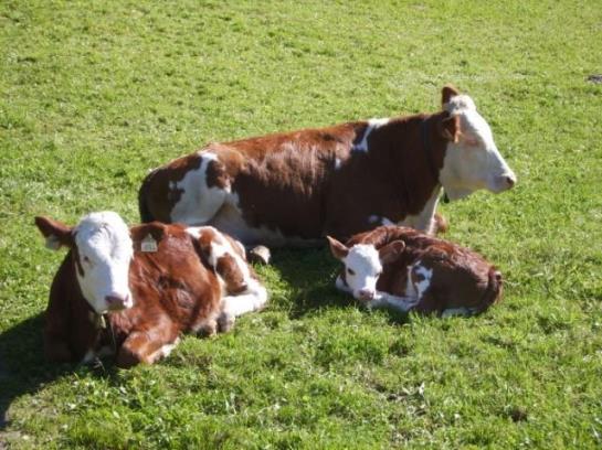 Bauernhof Kupfnerhof