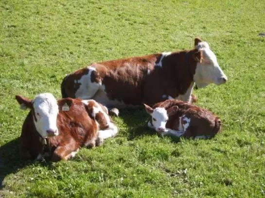Bauernhof Kupfnerhof