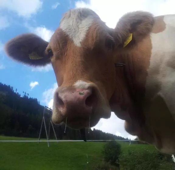 Apartments Biobauernhof Lercher