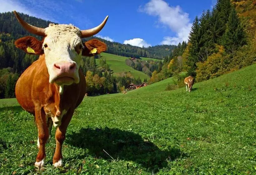 Bodnerhof