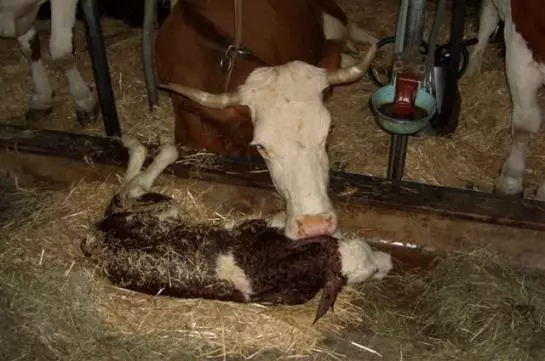 Bauernhof Schoberhof