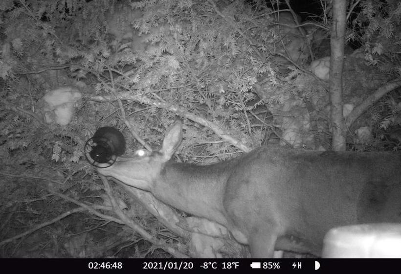 Отель Haus Anni