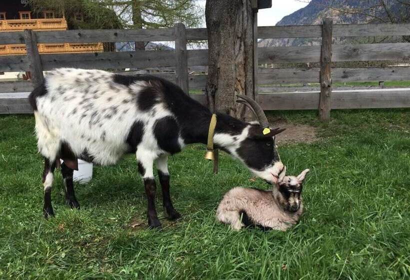 בית מלון כפרי Zittrauerhof   Urlaub Am Bauernhof Gastein