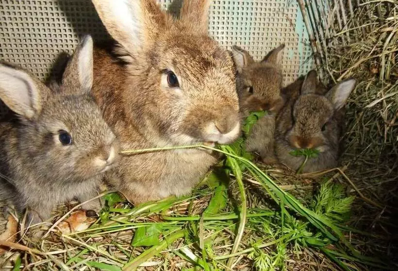 Отель Zittrauerhof   Urlaub Am Bauernhof Gastein