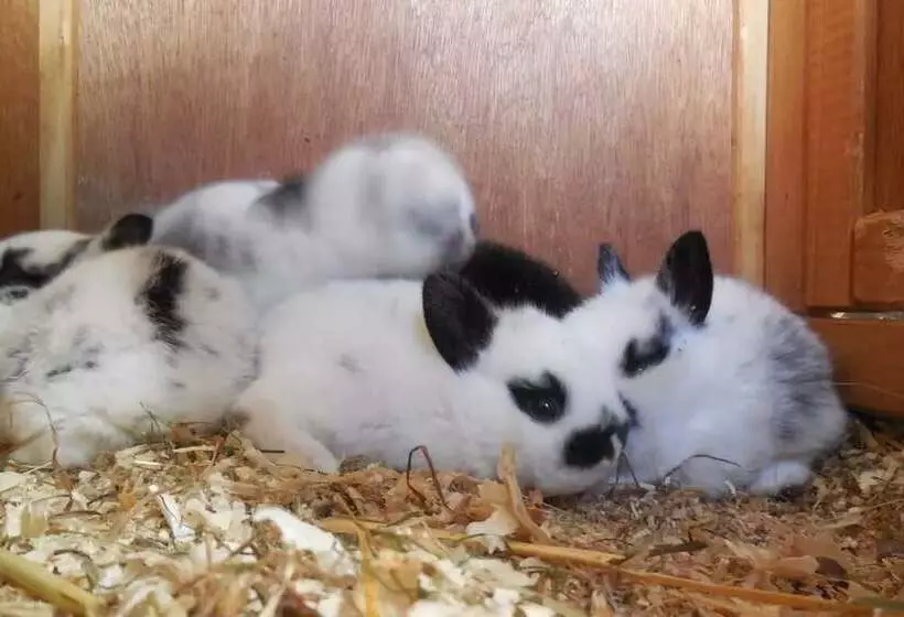 Отель Zittrauerhof   Urlaub Am Bauernhof Gastein