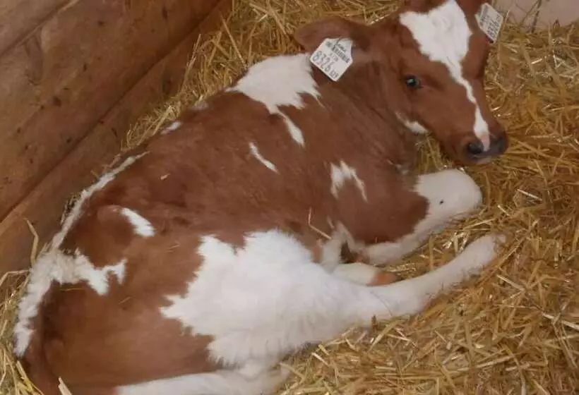 Отель Zittrauerhof   Urlaub Am Bauernhof Gastein