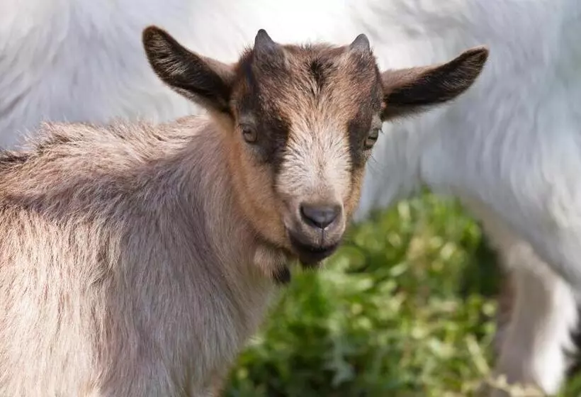 Отель Zittrauerhof   Urlaub Am Bauernhof Gastein