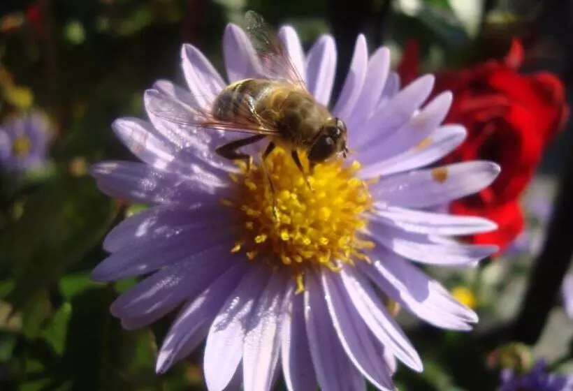 Отель Zittrauerhof   Urlaub Am Bauernhof Gastein