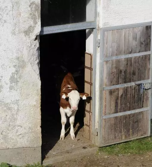 호텔 Pension ötzmooshof