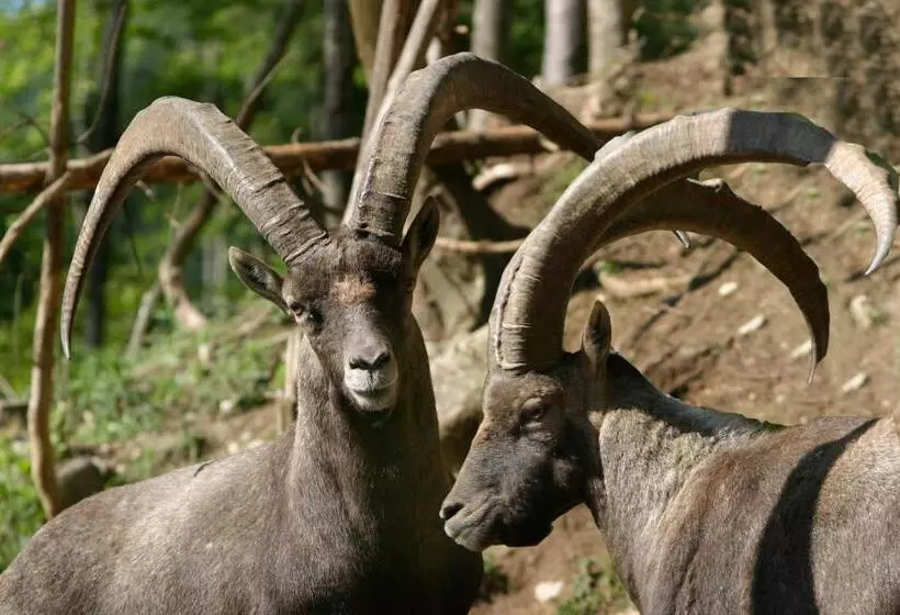 ペンション Gasthof Kleefeld