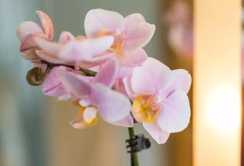 هتل Fontana   Adults Only