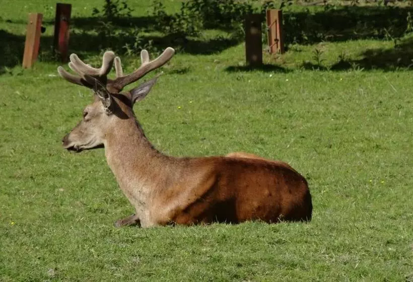 住宿加早餐 Pension Villa Irene