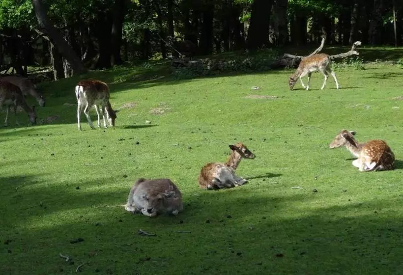 住宿加早餐 Pension Villa Irene