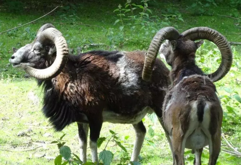 住宿加早餐 Pension Villa Irene