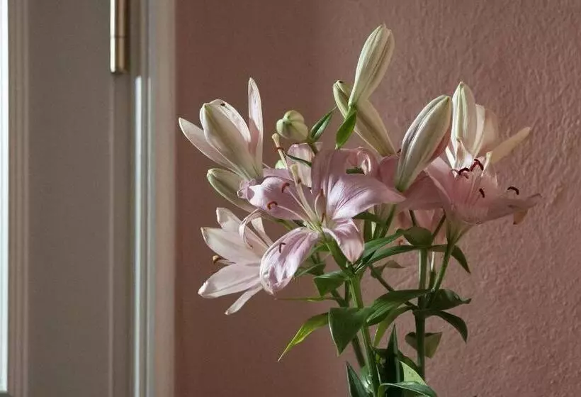 酒店 Hajo´s Germania Lodge & Irish Pub