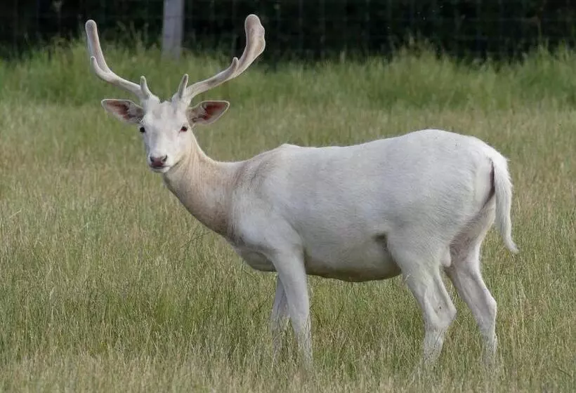 Отель Schwartze