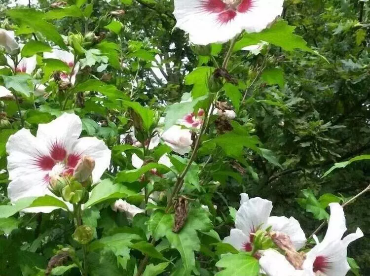 فندق Haus Nussbaum