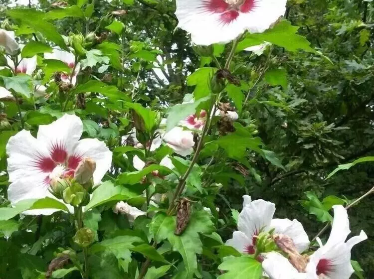 فندق Haus Nussbaum